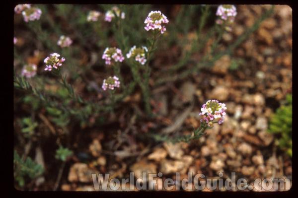<br>(Location of Picture: Glencoe Botanic Gardens, Il, USA)<br>(Location of Picture: Glencoe Botanic Gardens, Il, USA)