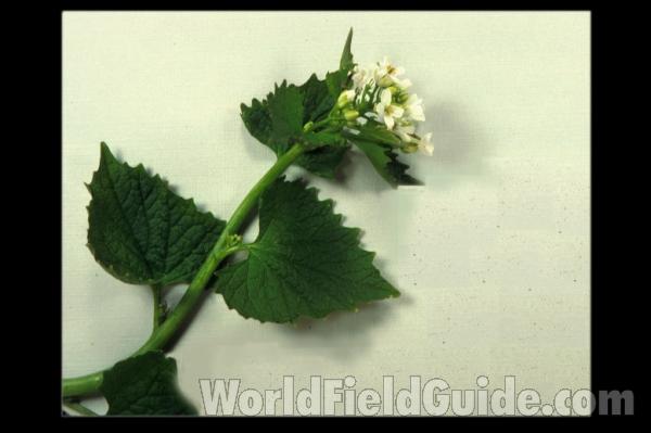 Prepared Specimen<br>(Location of Picture: Wisconsin, USA)