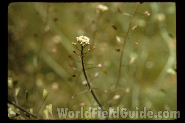 Basal Rosette<br>(Location of Picture: Okanogan, Wa. 2020)