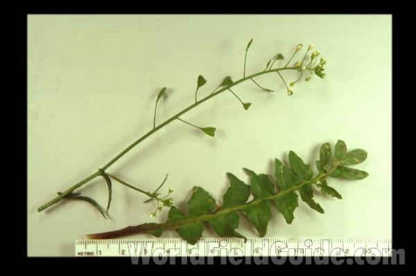 Seed Stalk<br>(Location of Picture: Okanogan, Wa. 2020)