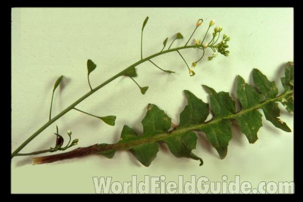 Flower<br>(Location of Picture: Okanogan, Wa. 2020)