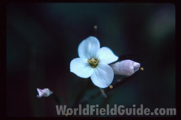 <br>(Location of Picture: California, USA)