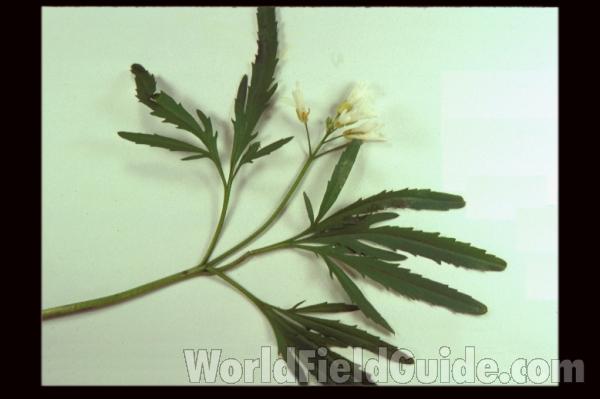Top Of Plant in  Bloom<br>(Location of Picture: Dg, Cook Co, Il, USA, Ap 20, 2010)<br>(Location of Picture: Illinois, USA)