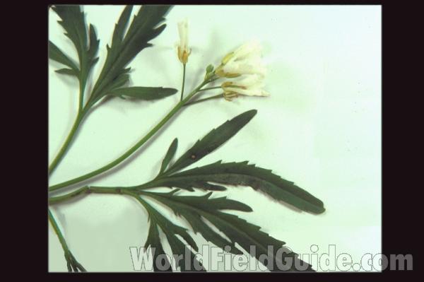 Top Of Plant in  Bloom<br>(Location of Picture: Dg, Cook Co, Il, USA, Ap 20, 2010)<br>(Location of Picture: Illinois, USA)<br>(Location of Picture: Illinois, USA)