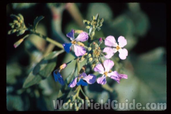 <br>(Location of Picture: California, USA)