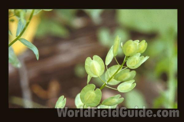 Pods<br>(Location of Picture: New York, USA)