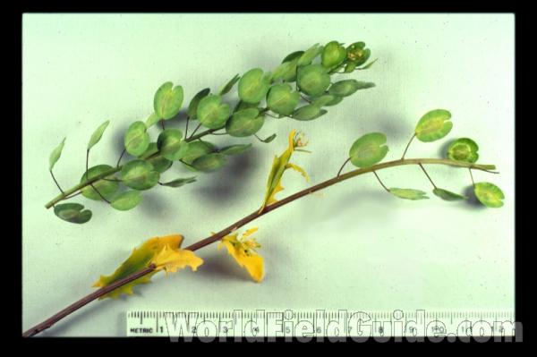 Pods
