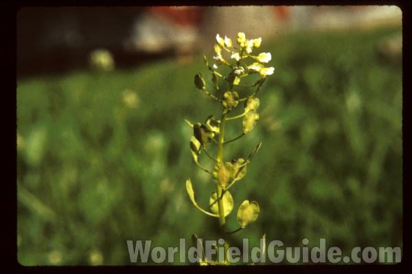 Pods<br>(Location of Picture: Ripley County, Missouri, USA)