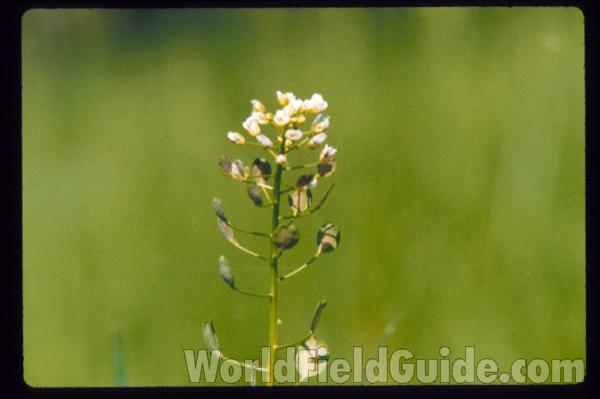 Seed<br>(Location of Picture: Okanogan, Wasington,  USA,  2020)<br>(Location of Picture: Mchenry County, Illinois, USA)