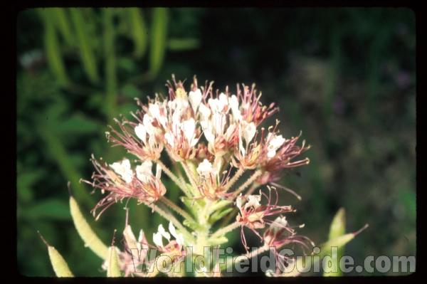 Flower Head<br>(Location of Picture: Arizona, USA)