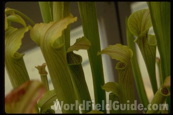 Pitchers<br>(Location of Picture: Garden, Chs, Glencoe, Illinois, USA)
