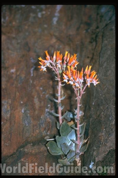 Habitat<br>(Location of Picture: California, USA)