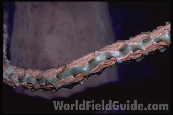 Stem<br>(Location of Picture: Milwaukee Conservatory, Wi, USA)