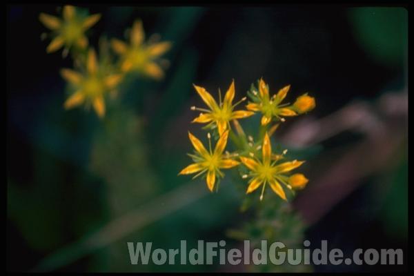 Flowers<br>(Location of Picture: Idaho, USA)