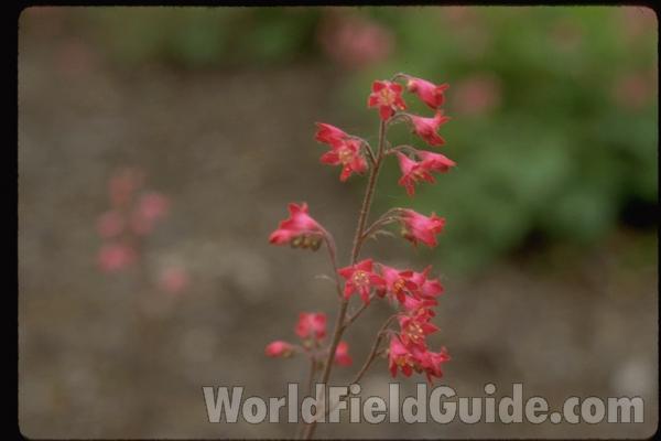 Flowers<br>(Location of Picture: Glencoe Botanic Gardens, Il, USA)