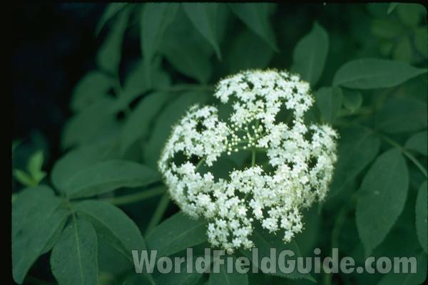 Mounted Flower and Leaves<br>(Origin of the Specimen: Round Lake, Il, USA)