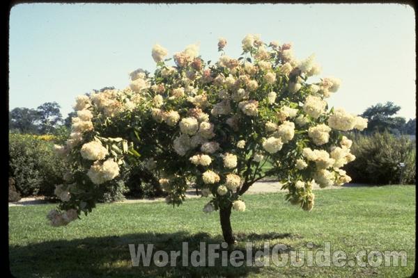 Silhouette<br>(Location of Picture: Whitnal Botanic Garden, Wi, USA)