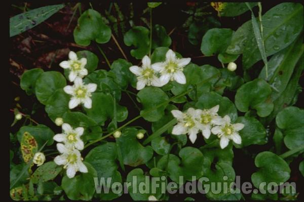 Flowers and Leaves<br>(Location of Picture: Canadian Rockies, Canada)