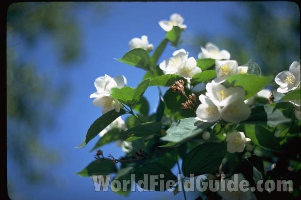 Top Of Plant<br>(Location of Picture: Ornamental, Northern Illinois, USA)