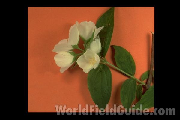 Leaves and Flower<br>(Location of Picture: Ornamental, Northern Illinois, USA)