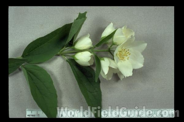 Leaves and Flower<br>(Origin of the Specimen: Ornamental, Northern Illinois, USA)