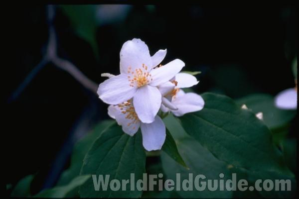Flower<br>(Location of Picture: Washington, USA)