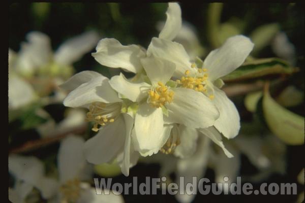 Flowers<br>(Location of Picture: Okanogan, Washington, USA)