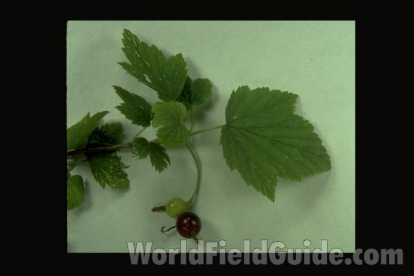 Fruit and Leaves