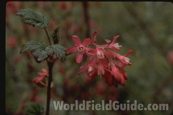 Flowers<br>(Location of Picture: Washington, USA)