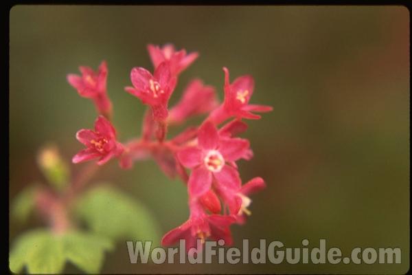 Flowers<br>(Location of Picture: Washington, USA)