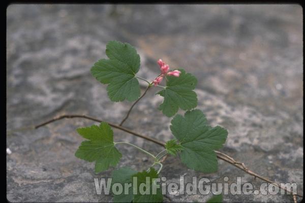 Leaves and Flowers