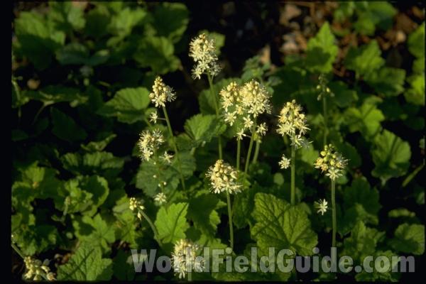 Top Of Plant<br>(Location of Picture: Glencoe Botanic Gardens, Il, USA)