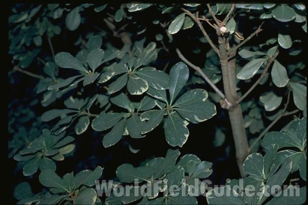 Leaves<br>(Location of Picture: Milwaukee Conservatory, Wi, USA)