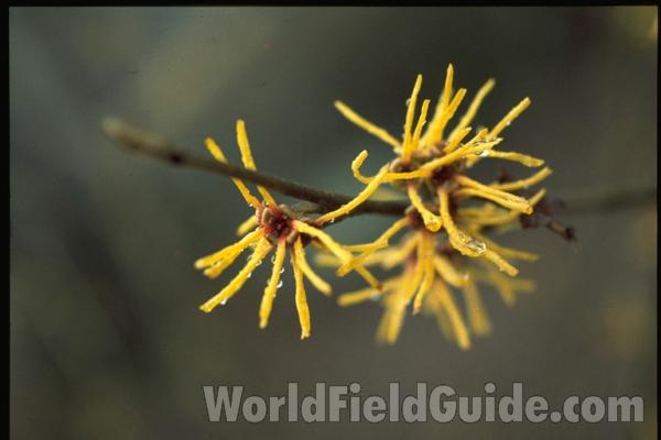 Flower<br>(Location of Picture: Tennessee, USA)