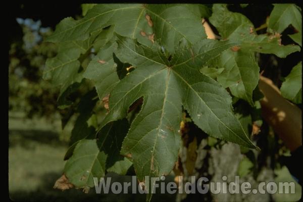 Leaf
