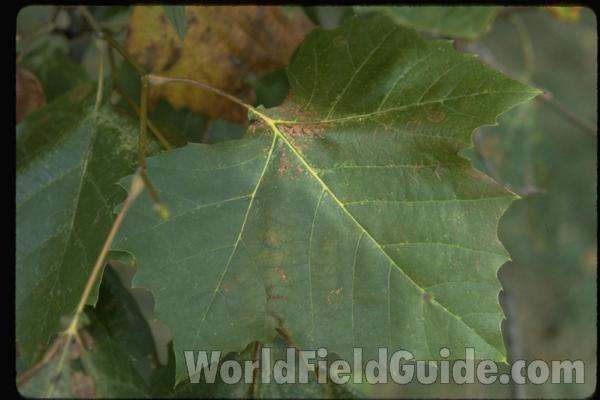Leaf