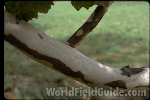 Branch