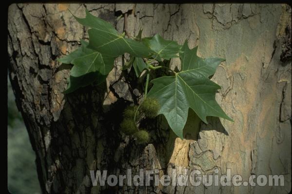 Leaf and Bark - Id Error<br>(Location of Picture: Omak, Washington, USA)