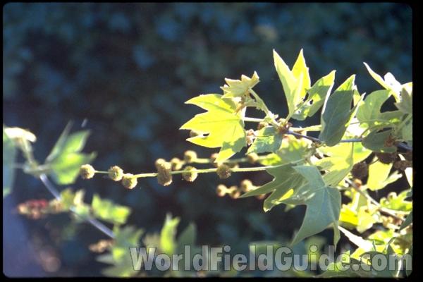 Leaves<br>(Location of Picture: California, USA)