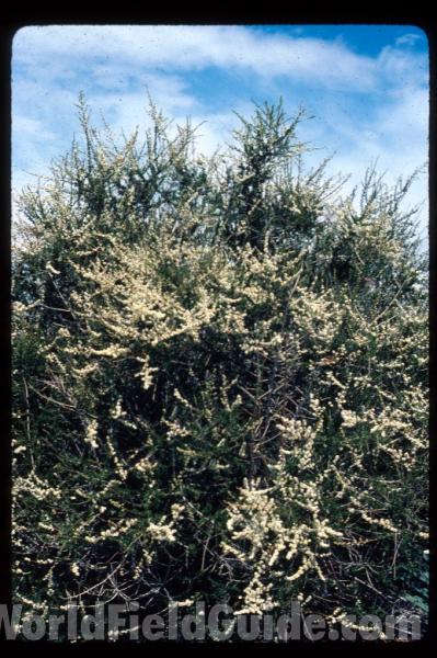 <br>(Location of Picture: California, USA)