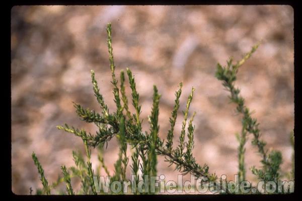 <br>(Location of Picture: California, USA)<br>(Location of Picture: California, USA)