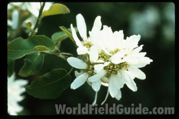 Fruit<br>(Location of Picture: Okanogan, Washington, USA, 2008)<br>(Location of Picture: Okanogan, Washington, USA)<br>(Location of Picture: Washington, USA)