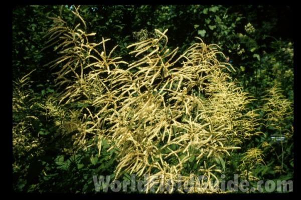 Racemes<br>(Location of Picture: Cascades, Washington)<br>(Location of Picture: Whitnal Botanic Garden, Wi, USA)