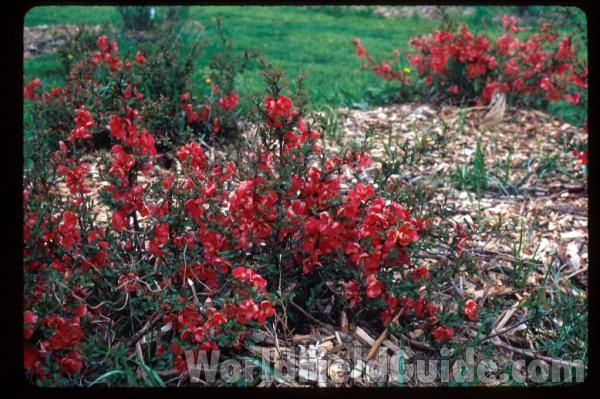 Flower<br>(Location of Picture: Garden, Okanogan, Washington, USA)