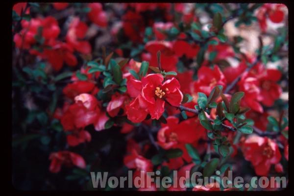 Flower<br>(Location of Picture: Garden, Okanogan, Washington, USA)