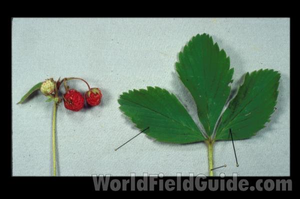 Fruit and Leaf