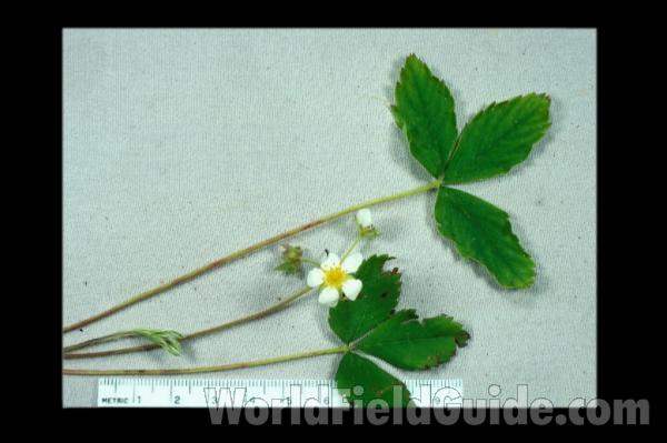 Flower and Leaf