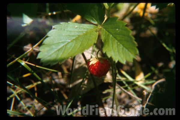 Fruit