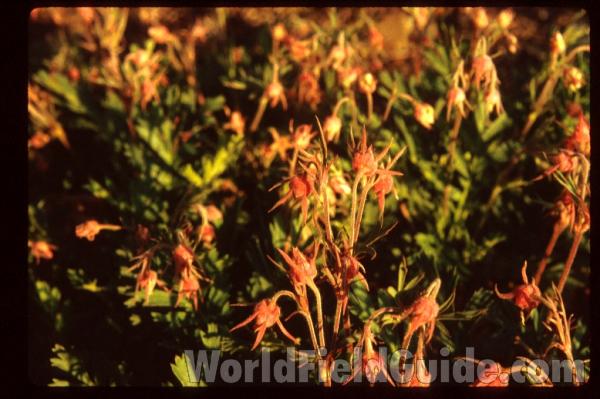 Bud<br>(Location of Picture: Okanogan, Washington, USA)<br>(Location of Picture: Glencoe Botanic Gardens, Il, USA)