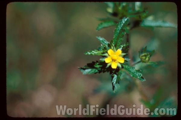 Flower and Leaf